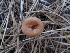 Laccaria laccata pallidifolia