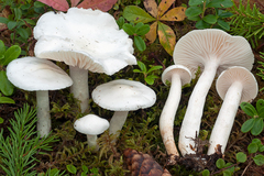Hygrophorus piceae