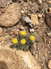 Erigeron aphanactis congestus