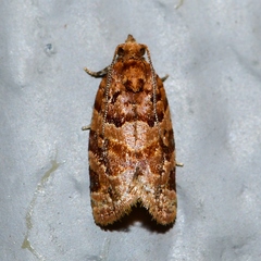 Argyrotaenia