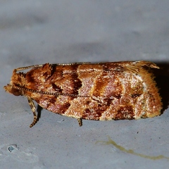 Argyrotaenia