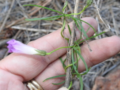 Ipomoea plummerae