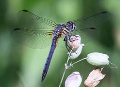 Pachydiplax longipennis