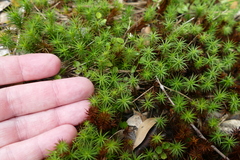 Polytrichadelphus magellanicus