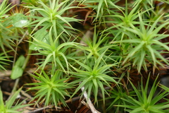 Polytrichadelphus magellanicus