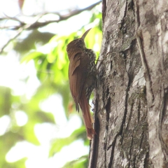 Xiphorhynchus fuscus