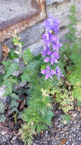 Delphinium ajacis