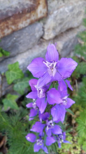 Delphinium ajacis