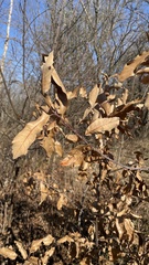 Quercus × leana