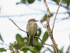 Cnemotriccus fuscatus