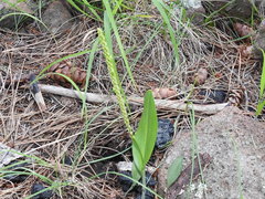 Malaxis macrostachya