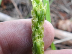 Malaxis macrostachya