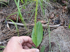 Malaxis macrostachya