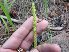 Malaxis macrostachya