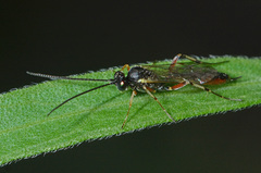 Diadegma