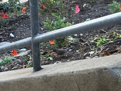 Turdus migratorius