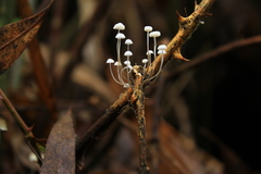 Mycena