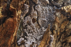 Amaurodon