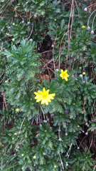 Euryops pectinatus