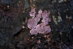 Punctularia atropurpurascens