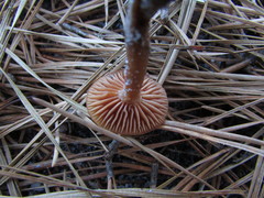 Laccaria laccata pallidifolia