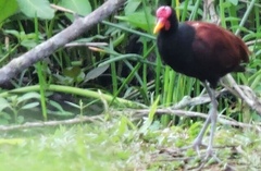 Jacana jacana