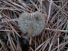 Basidiomycota