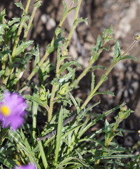 Brachyscome spathulata