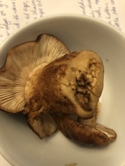 Tricholoma subannulatum