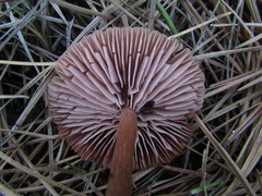 Laccaria proxima