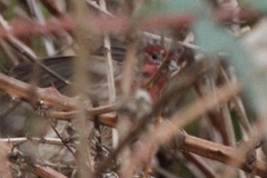 Haemorhous mexicanus