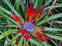 Fascicularia bicolor bicolor