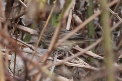 Haemorhous mexicanus