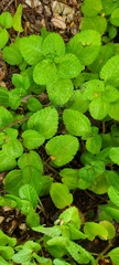 Pilea nummulariifolia