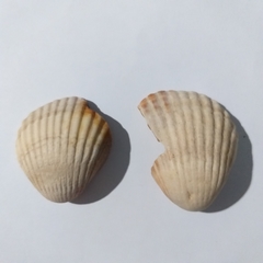 Cerastoderma glaucum