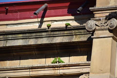 Psittacara finschi