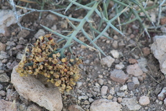 Castela stewartii