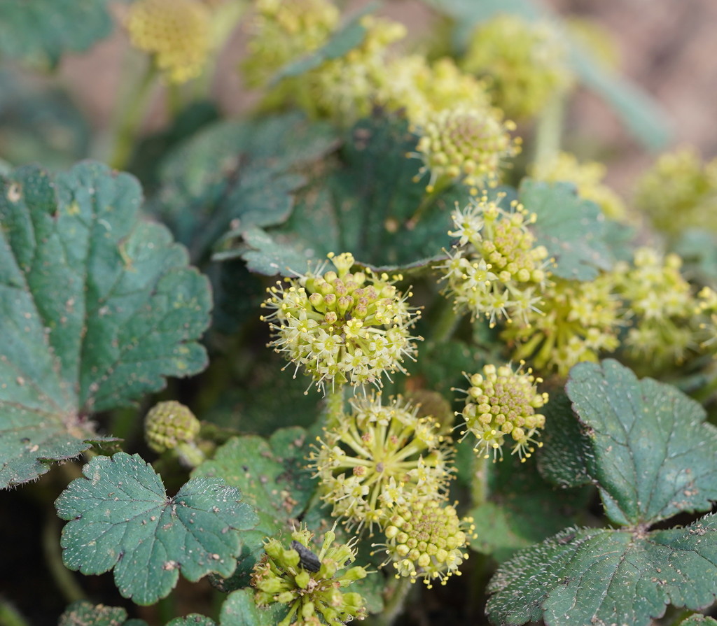 Hydrocotyloideae