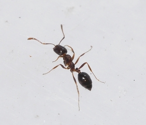 Monomorium algiricumMonomorium algiricum