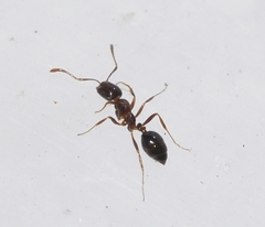 Monomorium algiricum