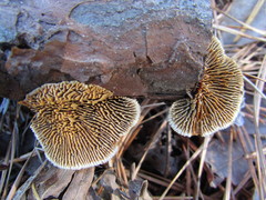 Gloeophyllum sepiarium