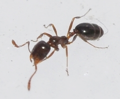 Monomorium algiricum