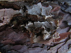 Stereum sanguinolentum