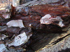 Stereum sanguinolentum