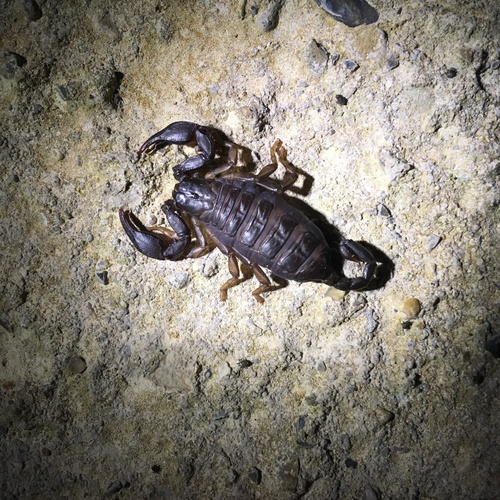 Photo of Italian scorpion (Euscorpius italicus)
