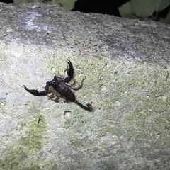 Euscorpius italicus