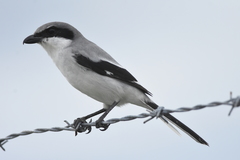 Lanius ludovicianus