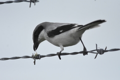 Lanius ludovicianus