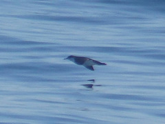 Puffinus lherminieri