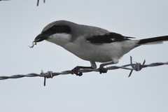 Lanius ludovicianus